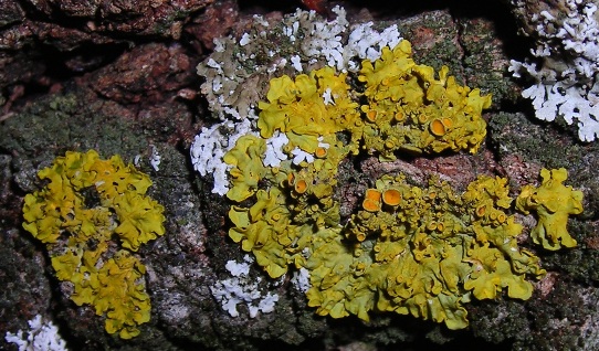 Xanthoria parietina